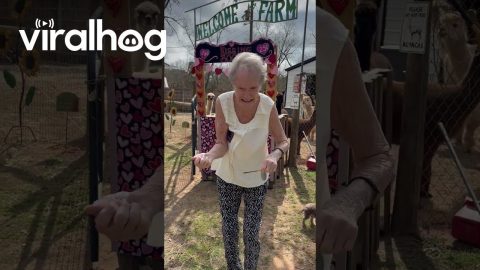 Granny Gets a Surprise at Alpaca Kissing Booth || ViralHog