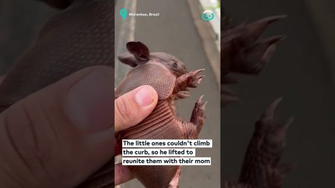 Family Of Armadillos Stuck On The Road || ViralHog