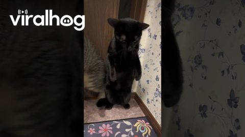 Cats Shadowbox in Bathroom || ViralHog