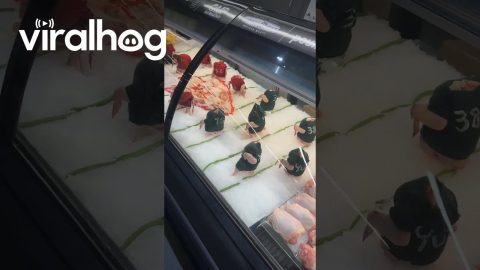 Grocery Store's Chicken Superbowl Display || ViralHog