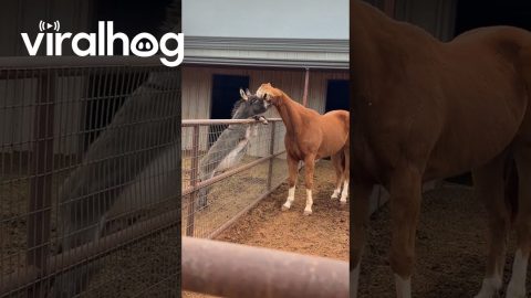 Donkey Climbs Up Fence To Hang Out With Horse || ViralHog
