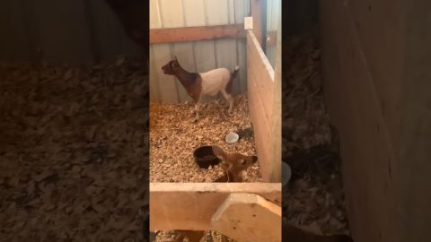 Putting a Baby Deer in the Goat Pen Doesn't Go As Planned || ViralHog