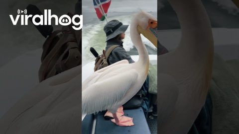 When a Seal and a Pelican Invaded Our Boat || ViralHog