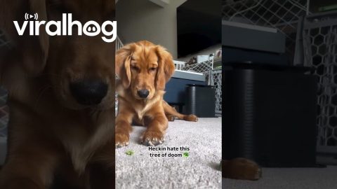 Golden Retriever Reluctantly Eats Broccoli || ViralHog
