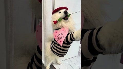 Samoyed Offers Free Kisses for Valentine's Day || ViralHog