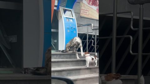 Stray Dog Just Wants to Make a Friend || ViralHog