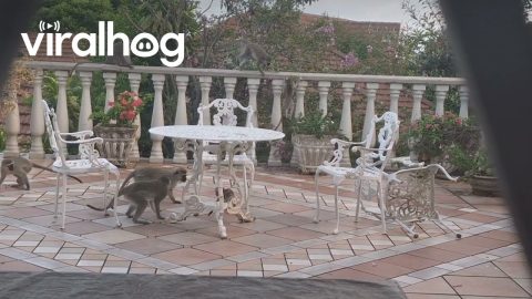 Monkeys Took Over my Veranda || ViralHog