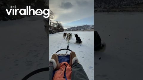Running Sled Dog Answers Nature's Call || ViralHog