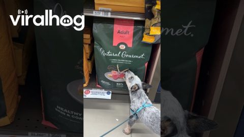 Impatient Dog Chews On Food Bag || ViralHog