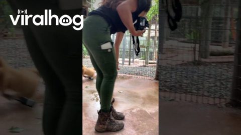 Monkey Snags Radio || ViralHog
