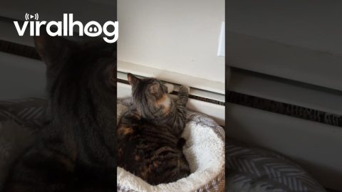 Cat Warms Paws On Baseboard Heater || ViralHog