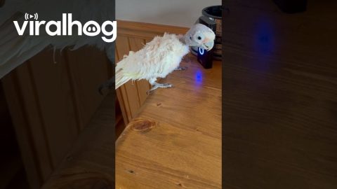 Cockatoo Fascinated By Ring Camera || ViralHog