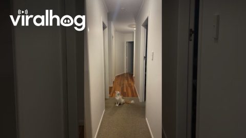 Cat Hunts For Cicada Flying Indoors || ViralHog
