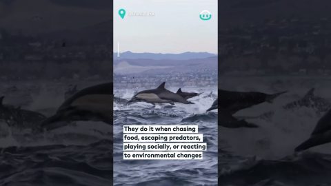 Thousands Of Dolphins Stampede || ViralHog