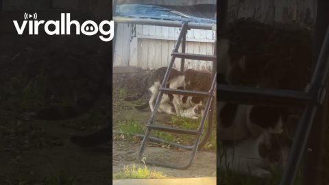 Cats Caught In Compromising Position || ViralHog
