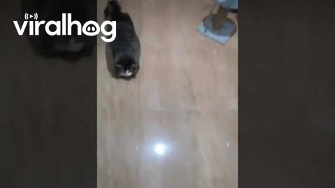 Cat Goes for a Ride in Cardboard Box || ViralHog