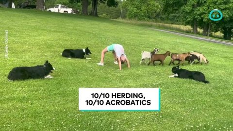 3 Dog Goat Herding Trick || ViralHog