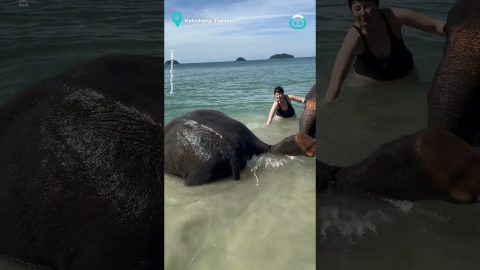 Elephants Enjoy A Beach Day || ViralHog