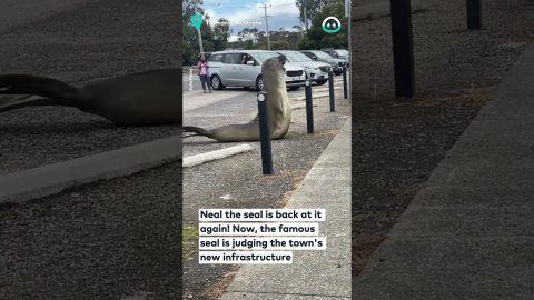 Neil The Seal Supervises Urban Fixtures || ViralHog