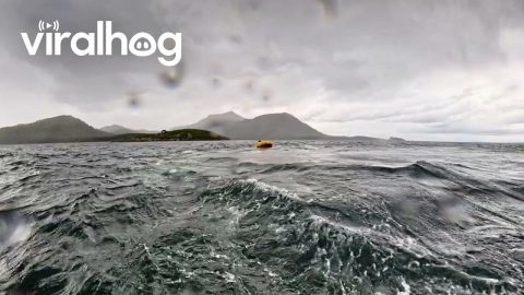 Humpback Whale Briefly Swallows Kayaker || ViralHog