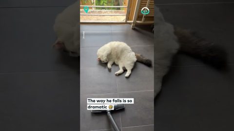 Cat Lives For The Vacuum || ViralHog