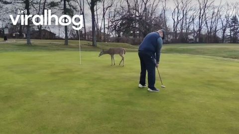 Wild Deer Crashes Game of Golf || ViralHog