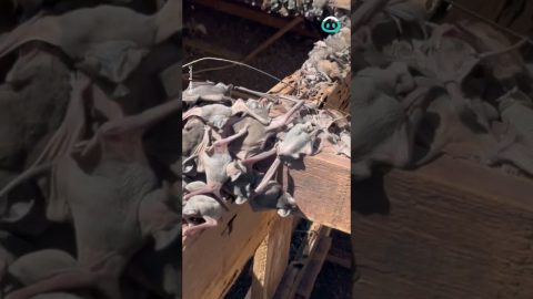 Hundreds Of Bats Hide In The Roof || ViralHog