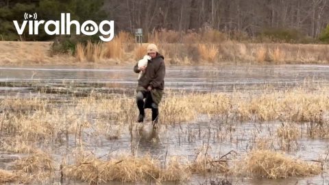 Woman Saves Goose Frozen in Icy Pond || ViralHog