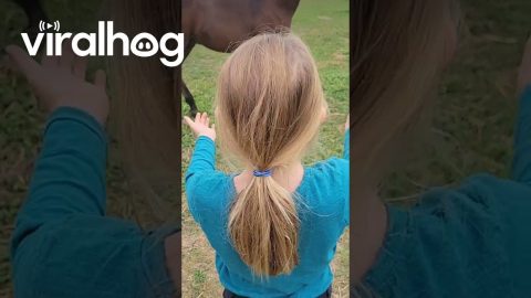 Kid and Foal Play Ball || ViralHog