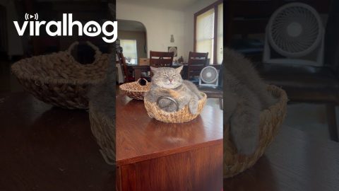 Queen Shinobi Meditates In Basket || ViralHog