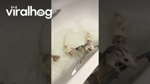 Popcorn Rats Pop Out Of Bathwater || ViralHog