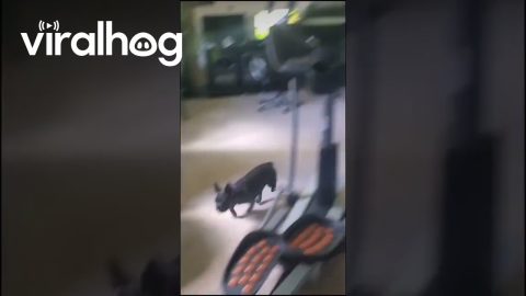 French Bulldog Jumps Over Puppy Gate || ViralHog