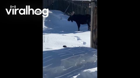Moose Takes Nap in Backyard || ViralHog