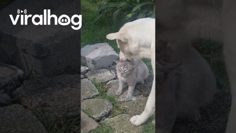 Dog Gives Cat a Very Thorough Cleaning || ViralHog