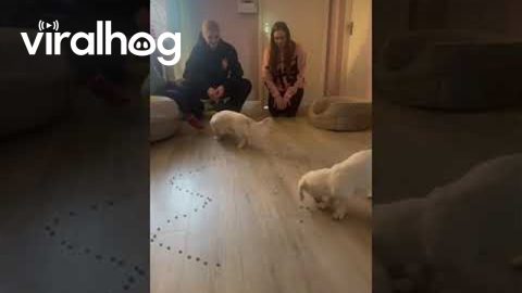 Wiener Dog Race || ViralHog