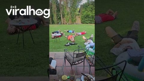 Dog Enjoys Siesta With Owners || ViralHog
