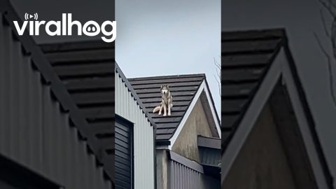 Why Are Huskies Like This? || ViralHog