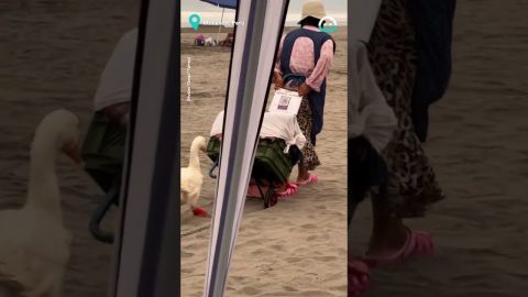 Duck In Boots Beach Walk || ViralHog