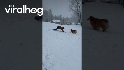 Man Sleds Into Snow Face First || ViralHog