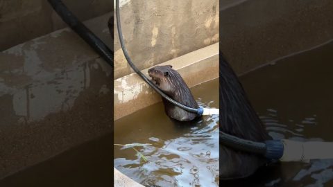 Beaver Takes A Bath || ViralHog