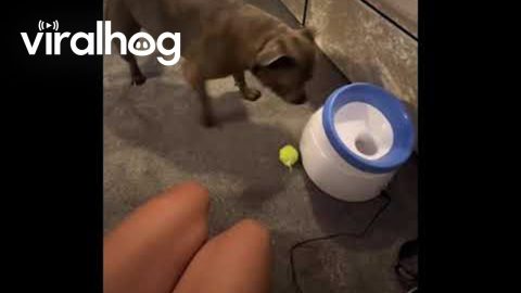Dog Doesn't Understand Toy || ViralHog