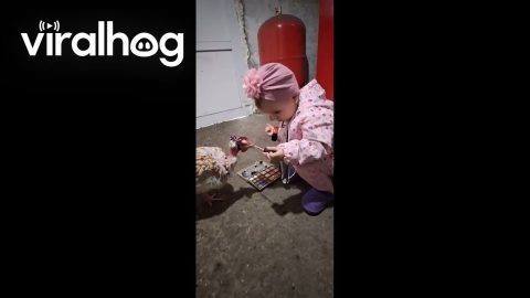 Putting Lipstick on a Chicken || ViralHog