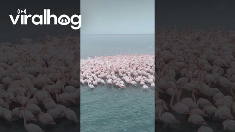 Flamingos Gather During a Snowfall || ViralHog