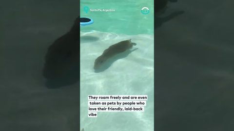 Capybara Swims in House Pool || ViralHog
