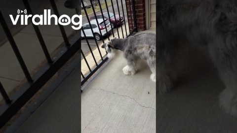 Neighbors Throw Treat Up To Mini Schnauzer || ViralHog