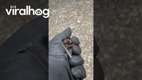 Grumpy Bat Protests Relocation || ViralHog