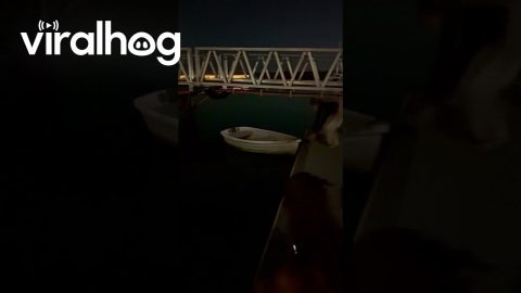 Boater Experiences Bioluminescence in Melbourne || ViralHog