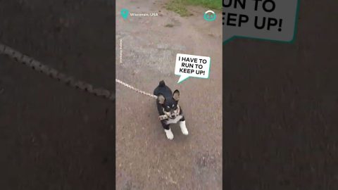 Corgi Puppy Leads Horsy Pal || ViralHog