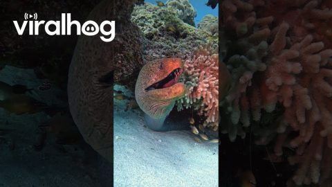 Big Eel Yawn || ViralHog