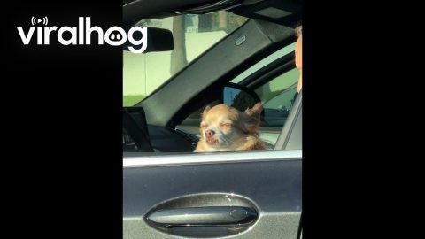 No Thoughts From Sunbathing Dog || ViralHog